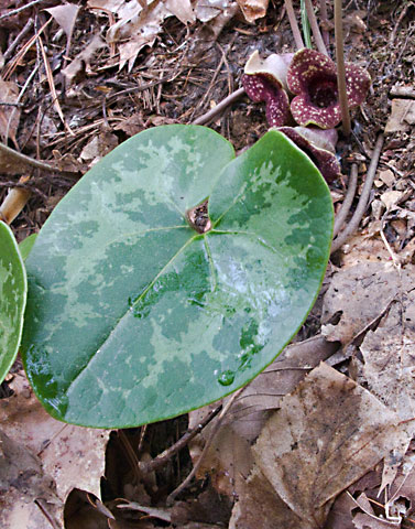 entire plant